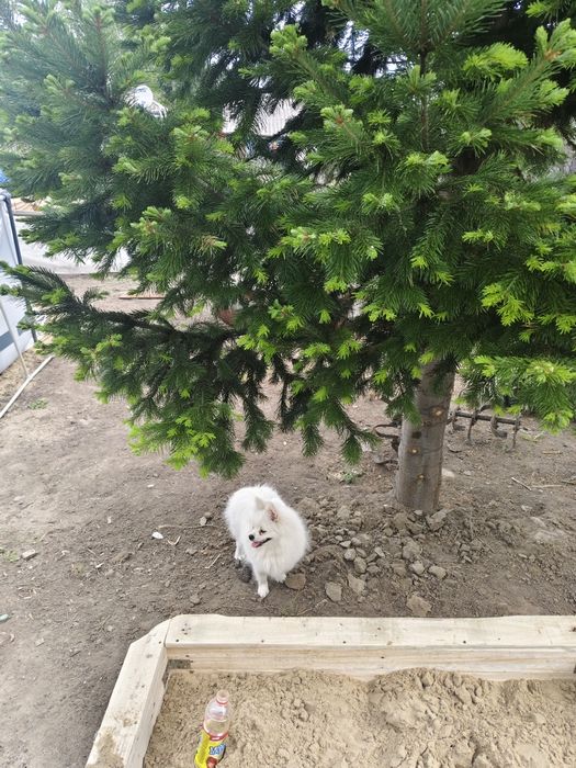 Ищу жениха на вязку