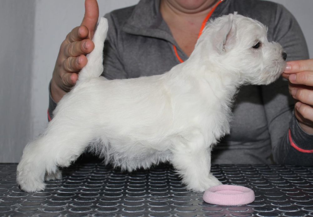 Вест Хайленд Вайт терьер