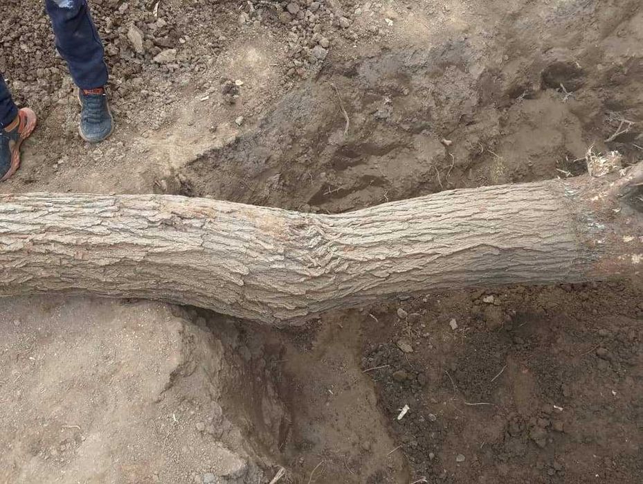 тут дарахти СОТИЛАДИ, мебельга ёки утинга,узунлиги 4 метр,диаметри36см