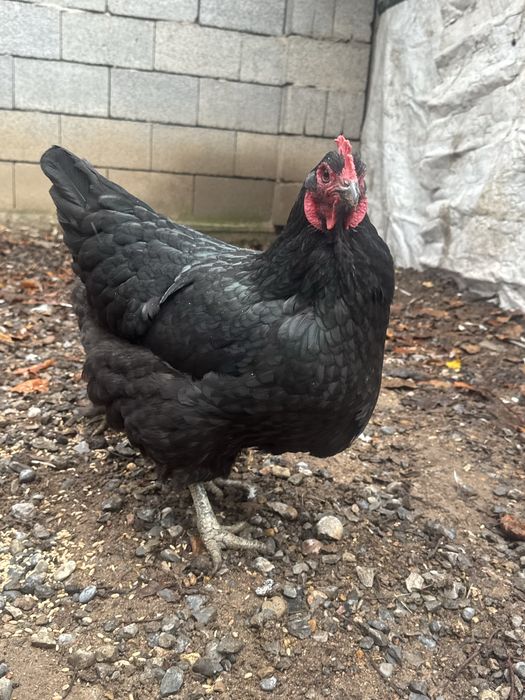 Животные , куры домашние ,