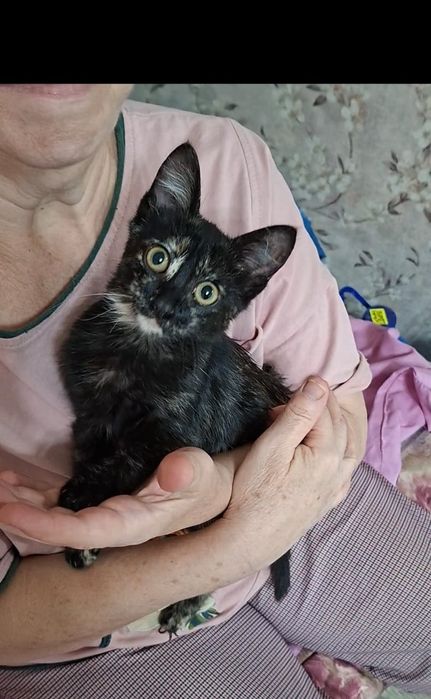 Чудо котенок Рада в добрые руки!