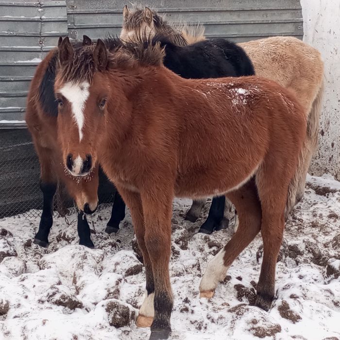 Продам жабагы еркек.
