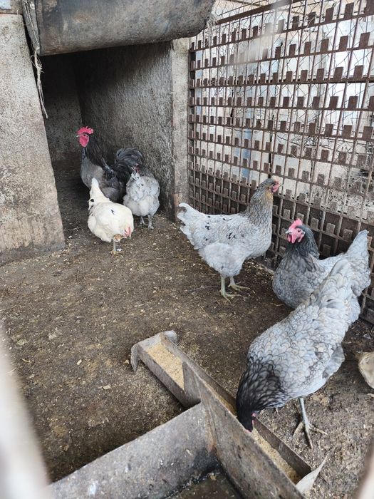 Vând 4 găini australorp albastru