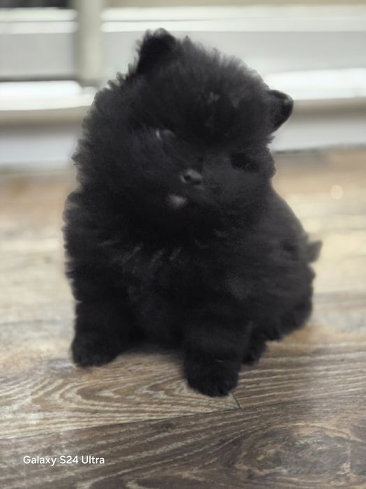 Минишпицы толстолапые