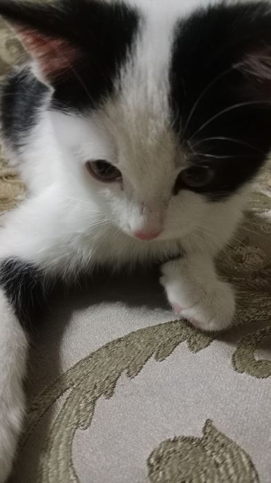 Котенок 7 месяцев