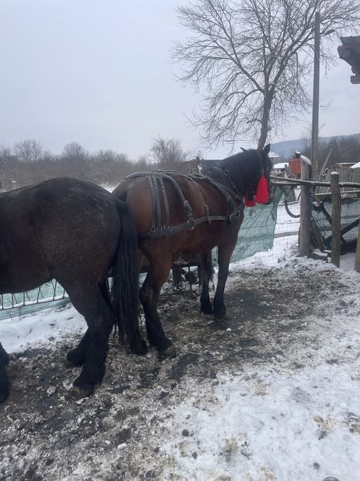 Iapa semi grea de 7 pe ani in aprilie ,1,75 la greaban