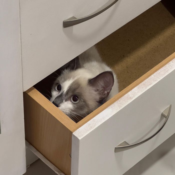 Туфли синие Geox 37 размер ориг