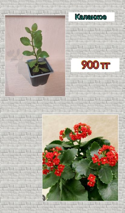 Комнатные растения цветы