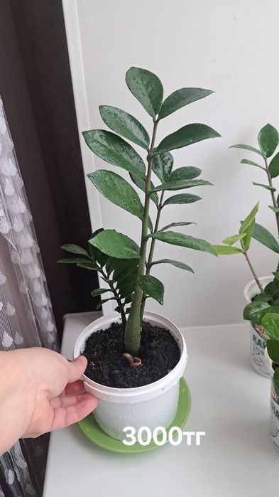 Долларовое , пеларгония, каланхоэ, диффенбахия