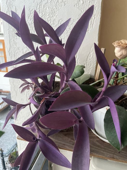 Декаративные ростения