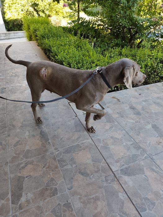 Ваймаранери с родословие