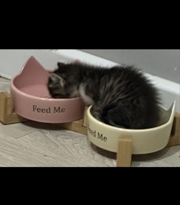 Котёнок в добрые руки