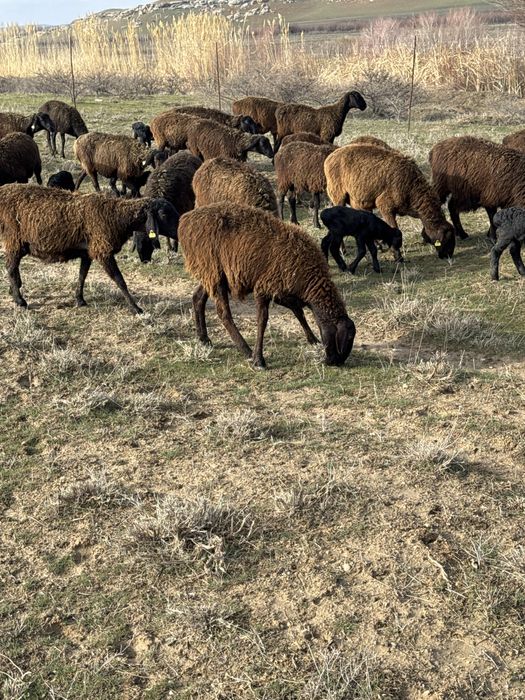Кой сатылад жас барлыгы