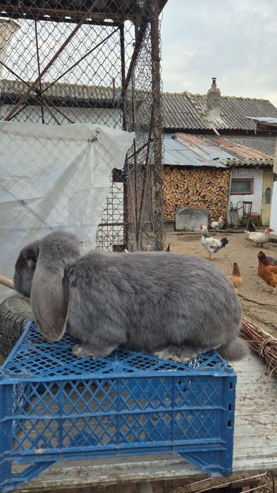 Mascul berbec german albastru