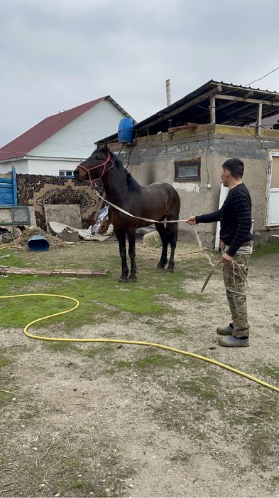 Айғыр 4 жасар