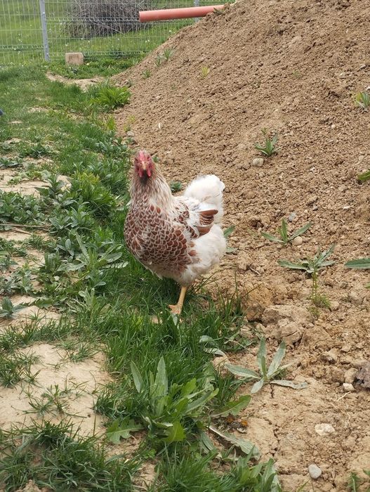 Cocos si găină Wyandotte