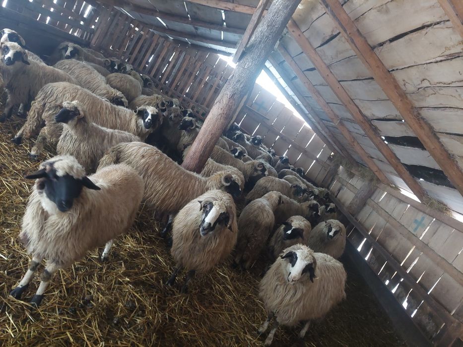 De vânzare breze de Petroșani