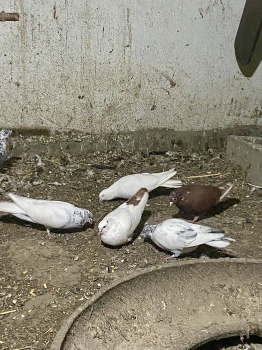 Продам бакинцев