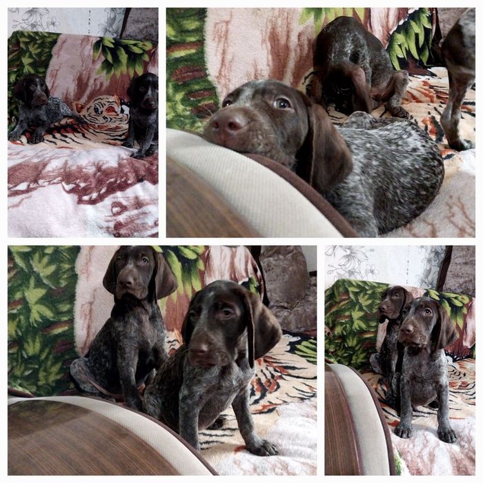 Охотники Курцхаар