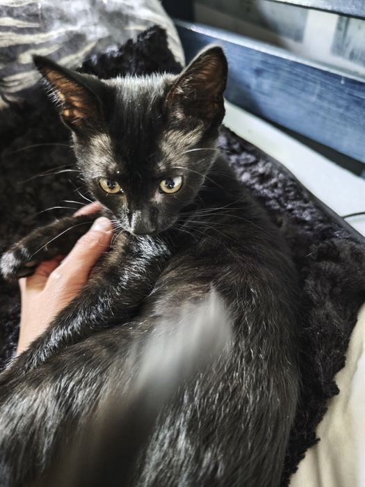 Черно коте на 3 месеца
