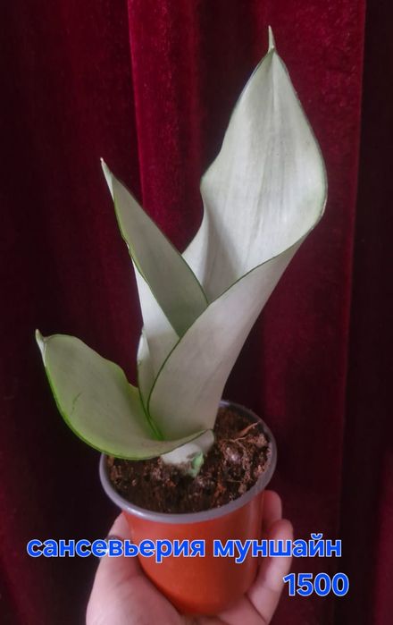 Домашние цветы разные