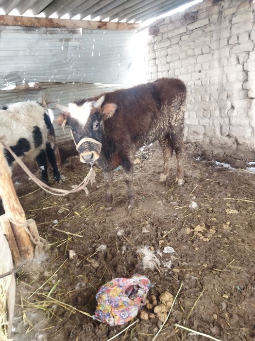 Шаруа бука биржарым жасар