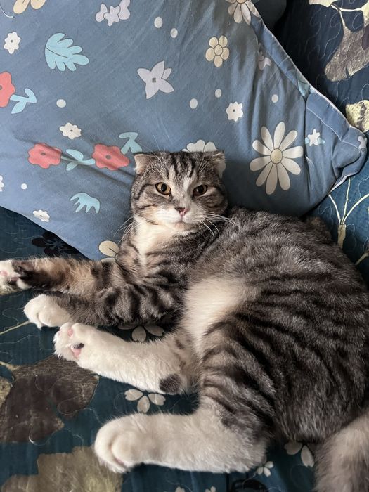 лам кота в добрые руки