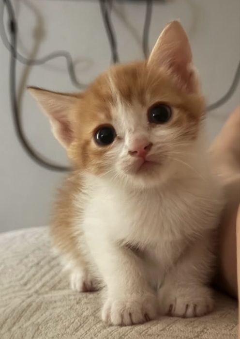 Котенок рыжий.