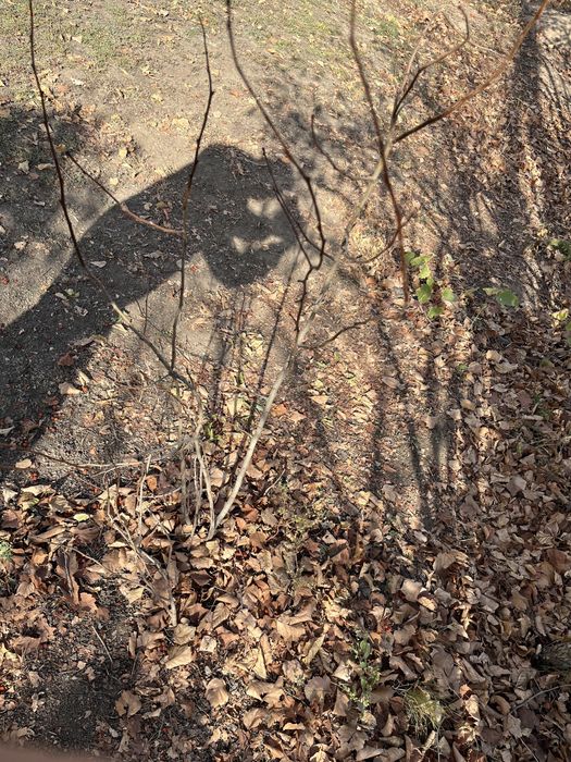 Куст пузыреплодника Диабло цена за 1 шт