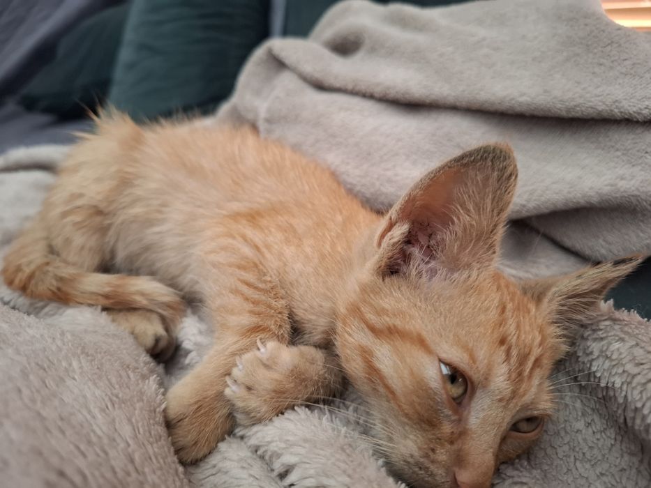 Baby Yoda Jucăuș pt adopție