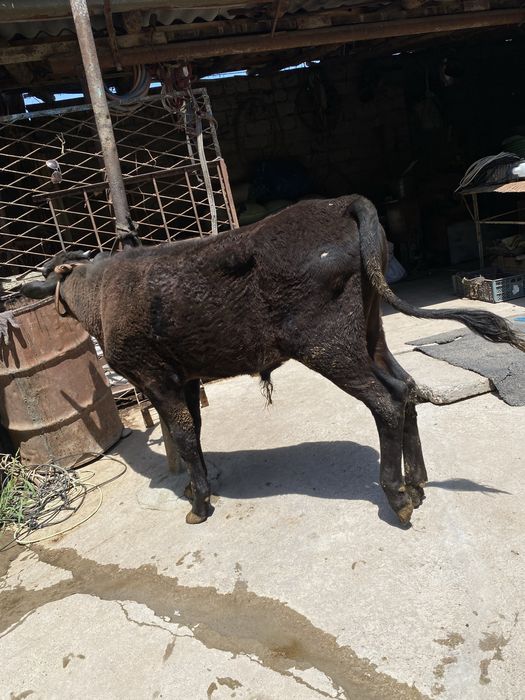 Buqacha sotiladi
