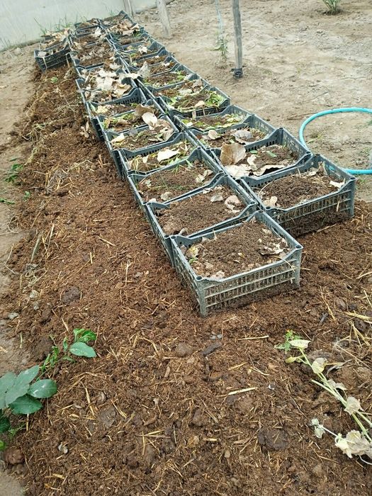 Калифорнийский черв(чувалчанг)