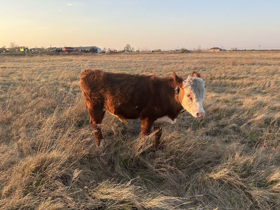 Продам прошлогоднего бычка