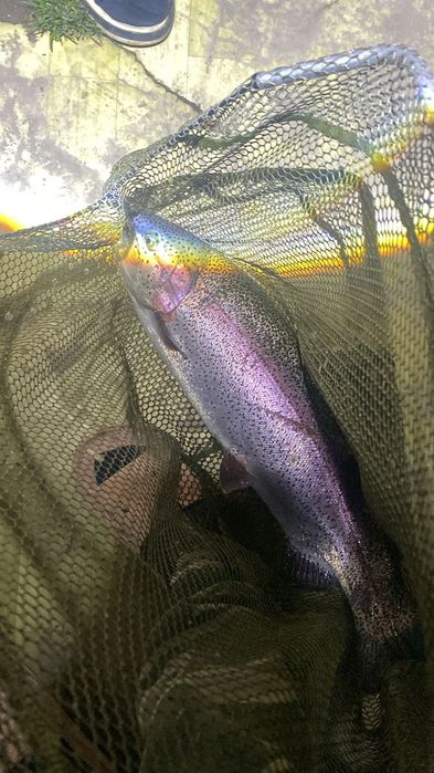 Продам живую рыбу