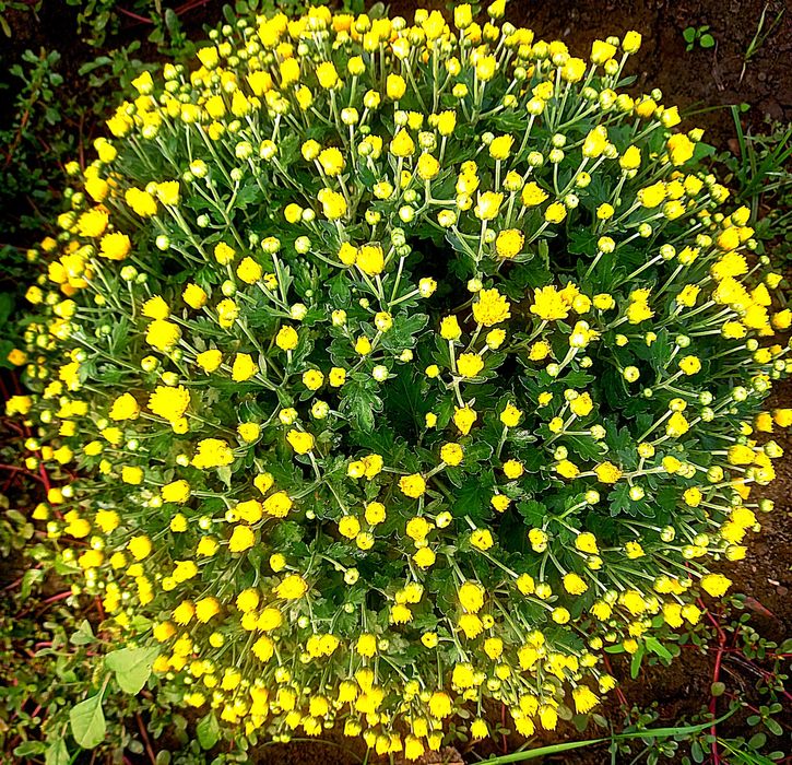 Корейский хризантема.