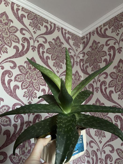 продам алоэ