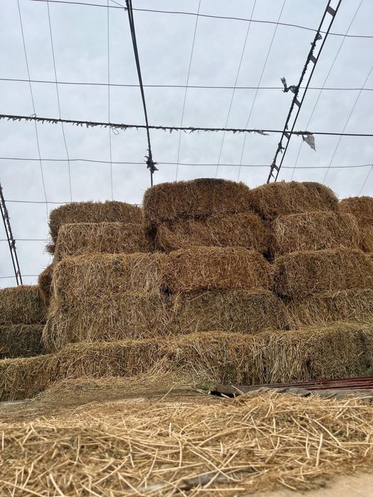 Жонышка, жантак сатамын