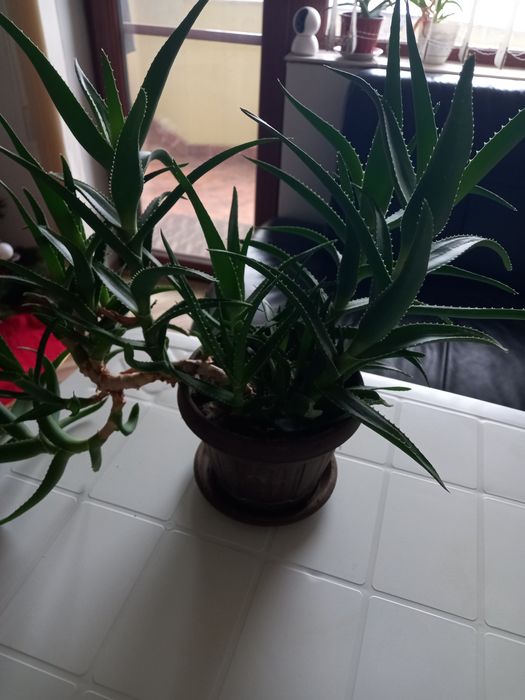 Алое в саксия различни размери