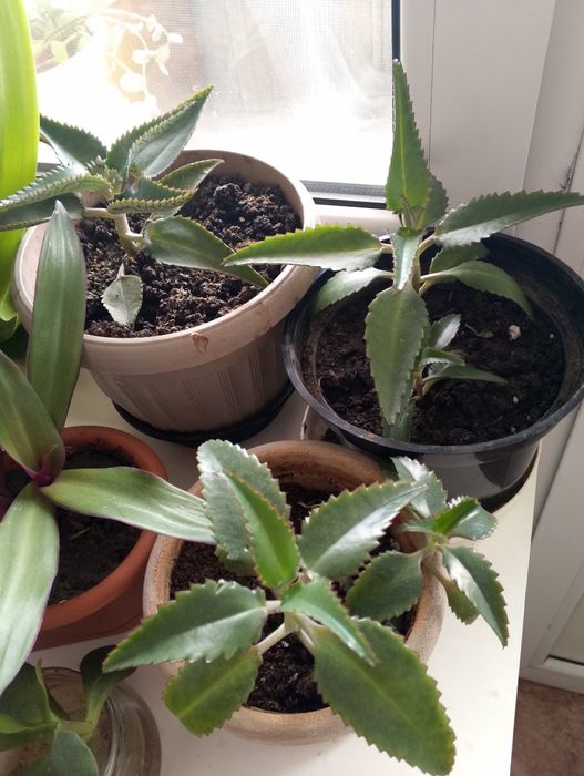 Продам комнатные цветы.