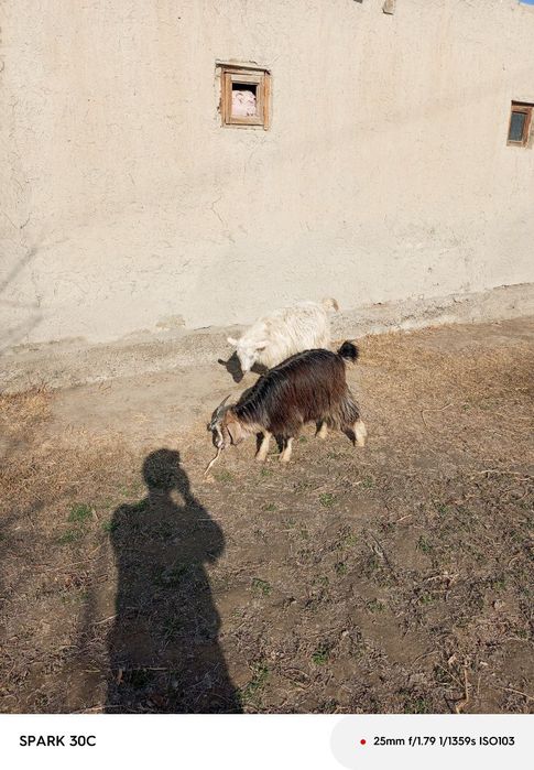 Echki nar axta qilingan