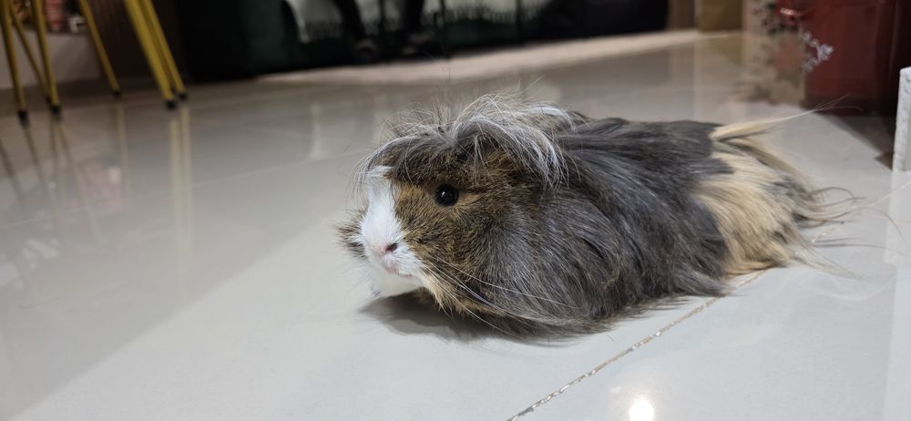 DONEZ Porcusor de Guineea