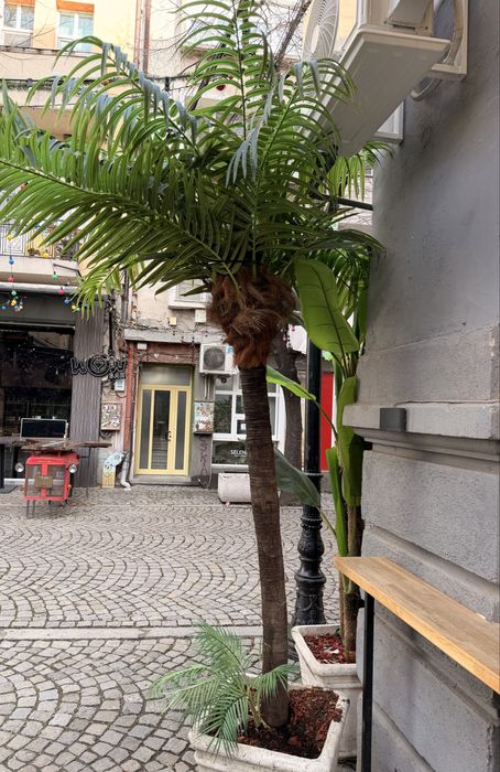 Изкуствена палма