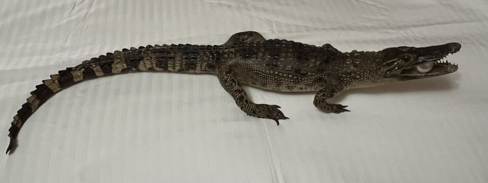 Чучело настояшего крокодила