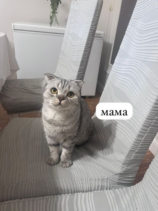 Милые котята девочки ищут себе любящий дом!