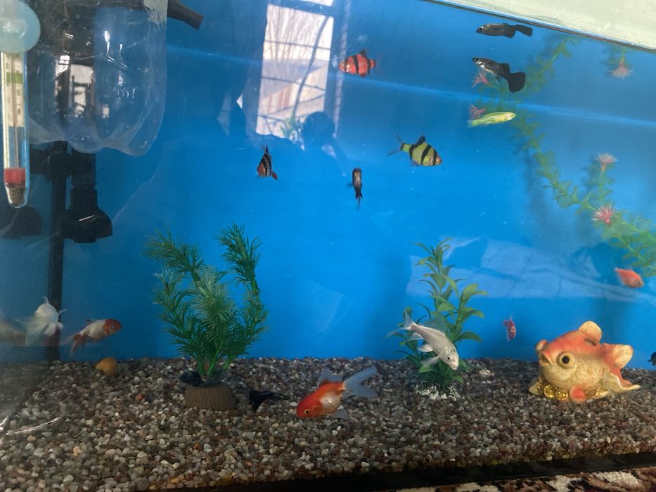 Akvarium baliqlar sotiladi