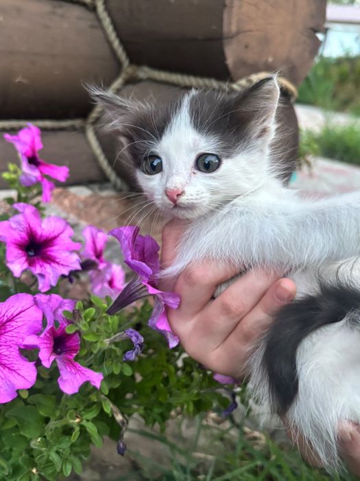 Отдам Котят