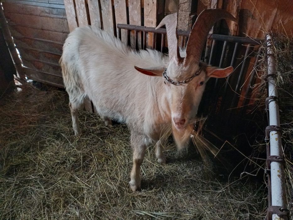 Țap Saanen tânăr de vânzare, exemplar deosebit