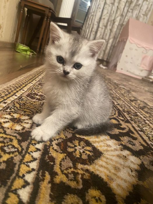 Британская серебристая шиншилла скоттиш страйт котенок