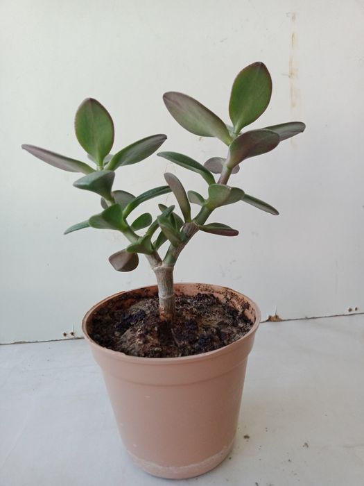 Денежное дерево, хороший подарок.