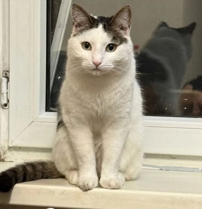 Пропал кот!Помогите пожалуйста